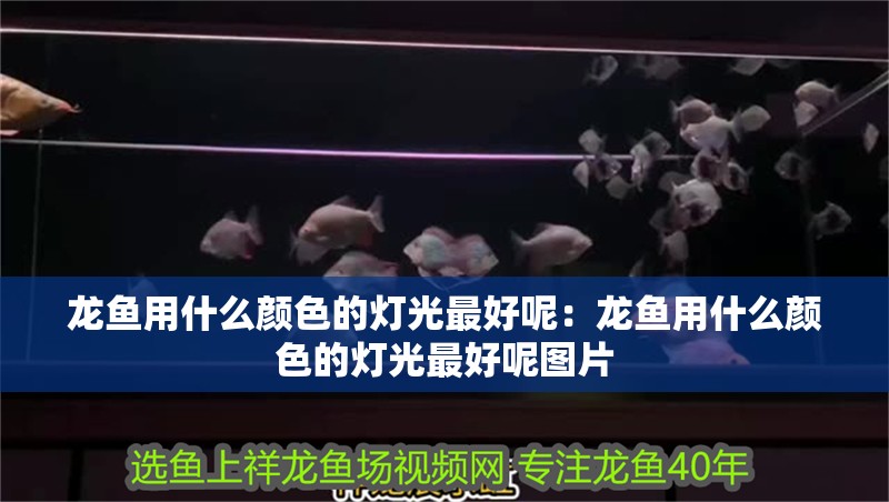 龍魚用什么顏色的燈光最好呢：龍魚用什么顏色的燈光最好呢圖片 龍魚用什么顏色的燈光最好呢：龍魚用什么顏色的燈光最好呢圖片 水族問答