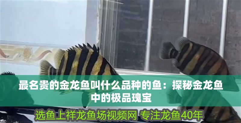 最名貴的金龍魚叫什么品種的魚：探秘金龍魚中的極品瑰寶