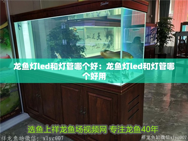 龍魚燈led和燈管哪個好：龍魚燈led和燈管哪個好用