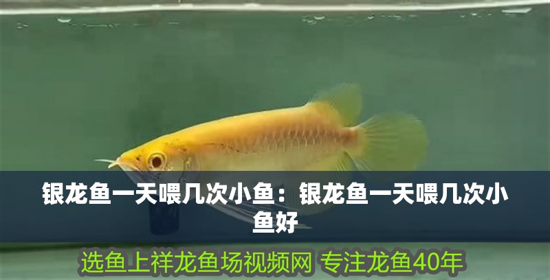 銀龍魚(yú)一天喂幾次小魚(yú)：銀龍魚(yú)一天喂幾次小魚(yú)好