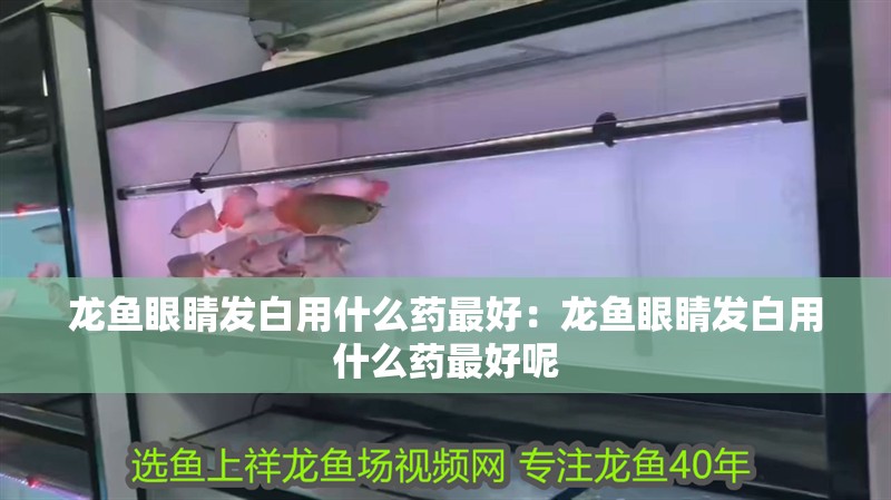龍魚眼睛發白用什么藥最好：龍魚眼睛發白用什么藥最好呢