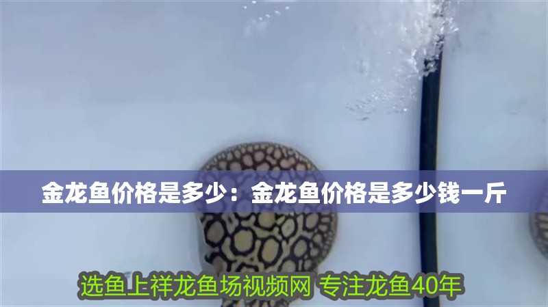 金龍魚價格是多少：金龍魚價格是多少錢一斤 金龍魚價格是多少：金龍魚價格是多少錢一斤 水族問答