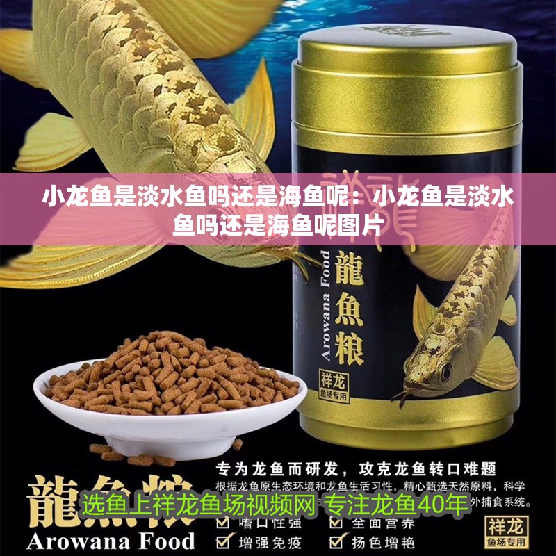 小龍魚是淡水魚嗎還是海魚呢：小龍魚是淡水魚嗎還是海魚呢圖片 小龍魚是淡水魚嗎還是海魚呢：小龍魚是淡水魚嗎還是海魚呢圖片 水族問答