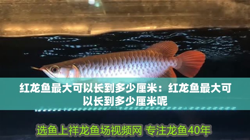 紅龍魚最大可以長到多少厘米：紅龍魚最大可以長到多少厘米呢