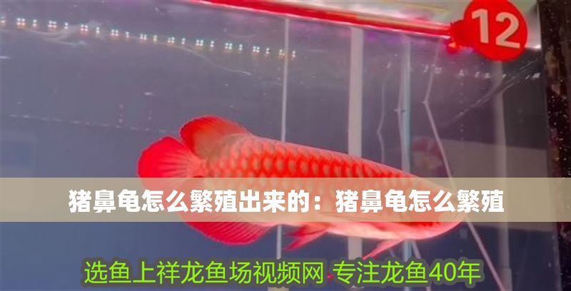 豬鼻龜怎么繁殖出來的：豬鼻龜怎么繁殖