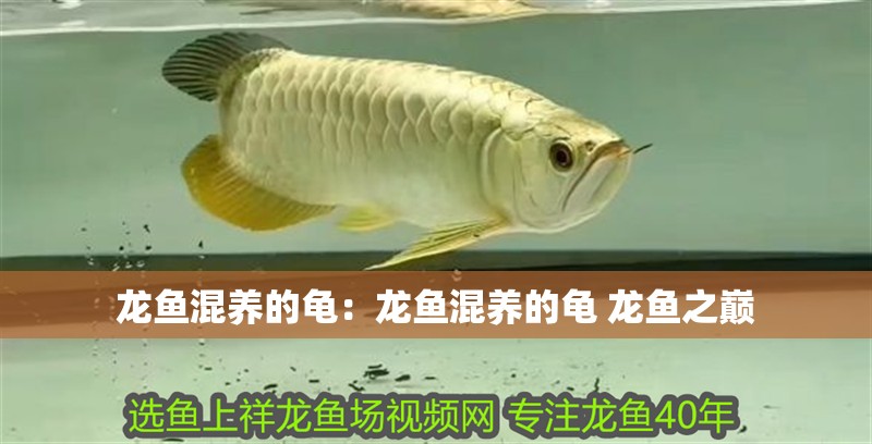 龍魚混養的龜：龍魚混養的龜 龍魚之巔