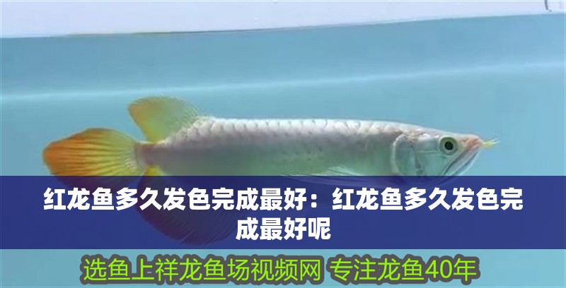 紅龍魚多久發色完成最好：紅龍魚多久發色完成最好呢