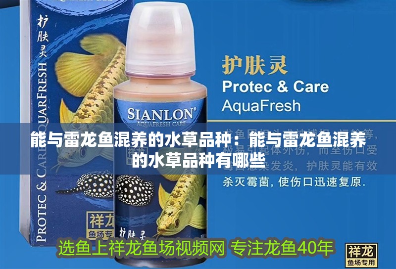 能與雷龍魚混養的水草品種：能與雷龍魚混養的水草品種有哪些 能與雷龍魚混養的水草品種：能與雷龍魚混養的水草品種有哪些 水族問答