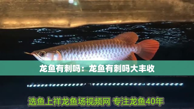 龍魚有刺嗎：龍魚有刺嗎大豐收