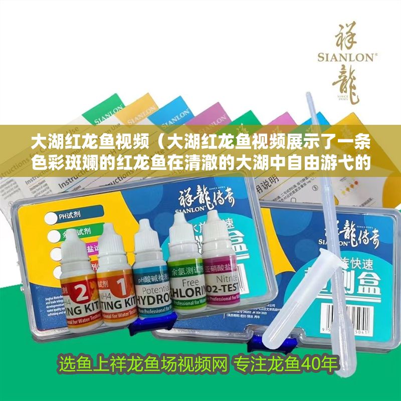 大湖紅龍魚視頻（大湖紅龍魚視頻展示了一條色彩斑斕的紅龍魚在清澈的大湖中自由游弋的場景）