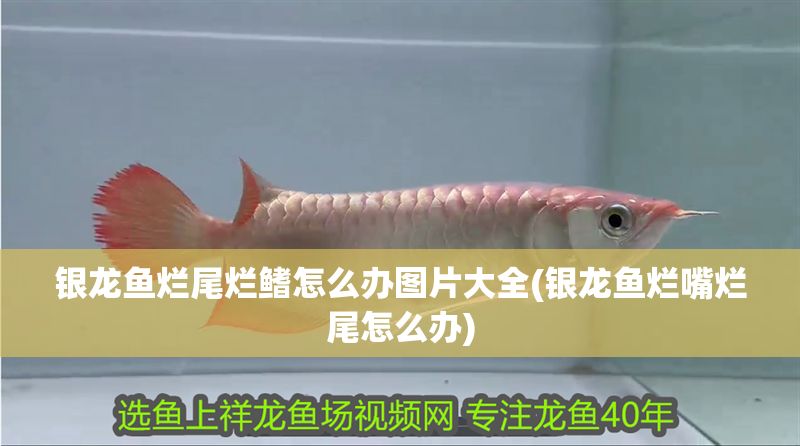 銀龍魚爛尾爛鰭怎么辦圖片大全(銀龍魚爛嘴爛尾怎么辦)