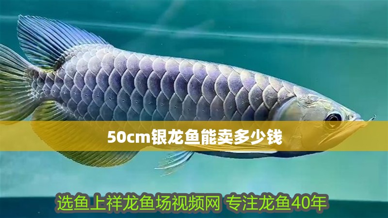 50cm銀龍魚能賣多少錢 龍魚百科 第1張 50cm銀龍魚能賣多少錢 50cm銀龍魚能賣多少錢 龍魚百科 第1張