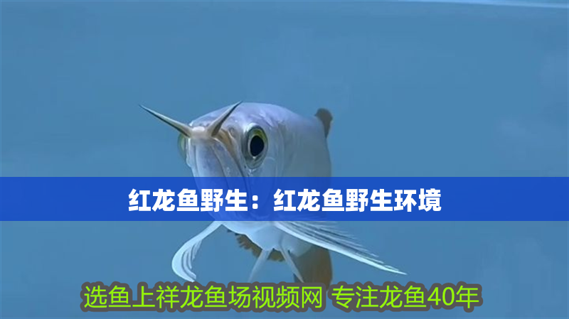 紅龍魚野生：紅龍魚野生環境