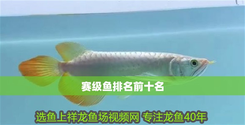 賽級(jí)魚排名前十名