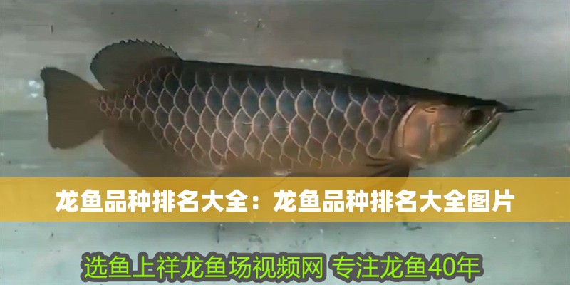 龍魚品種排名大全：龍魚品種排名大全圖片 龍魚品種排名大全：龍魚品種排名大全圖片 水族問答