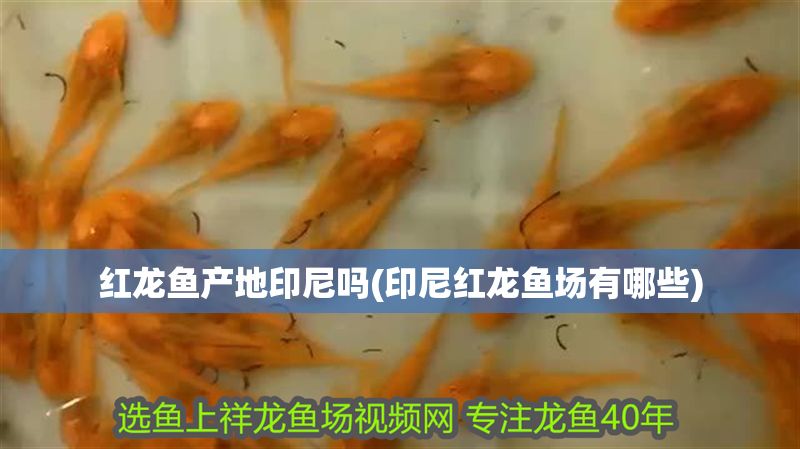 紅龍魚產(chǎn)地印尼嗎(印尼紅龍魚場(chǎng)有哪些)