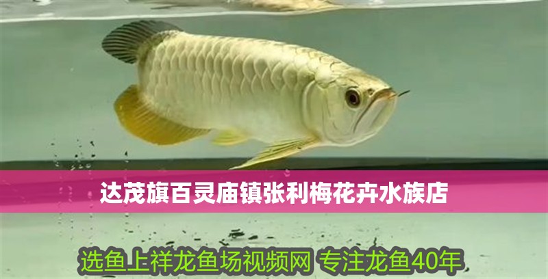 達茂旗百靈廟鎮張利梅花卉水族店