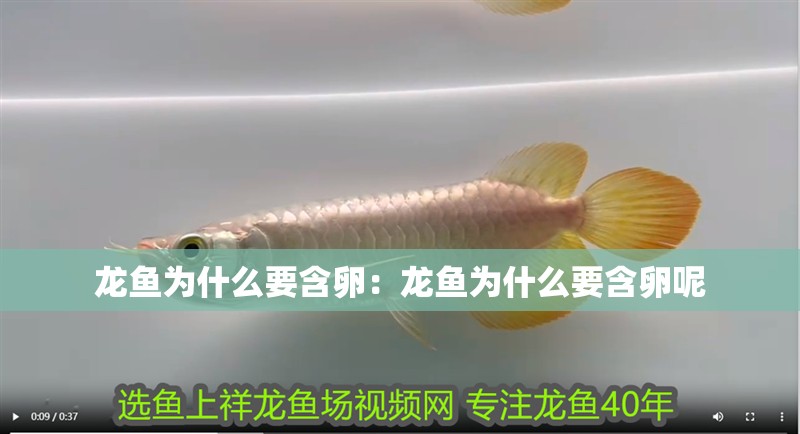 龍魚為什么要含卵：龍魚為什么要含卵呢