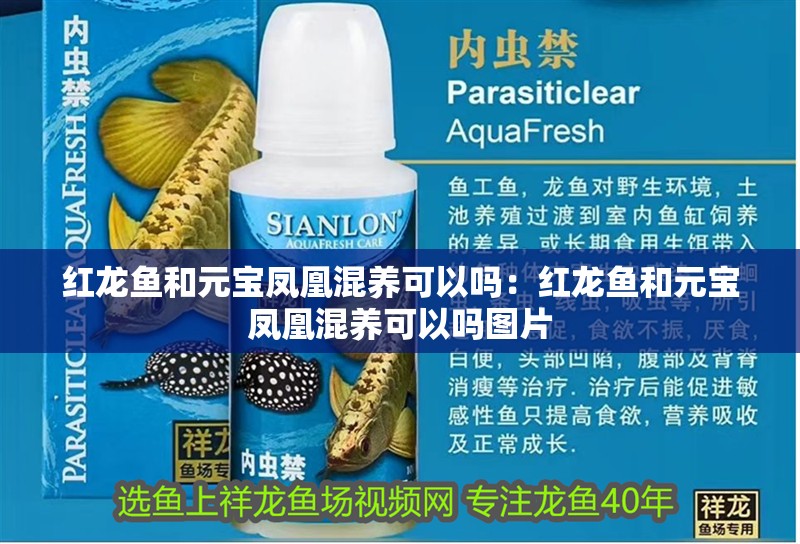 紅龍魚和元寶鳳凰混養可以嗎：紅龍魚和元寶鳳凰混養可以嗎圖片 紅龍魚和元寶鳳凰混養可以嗎：紅龍魚和元寶鳳凰混養可以嗎圖片 水族問答