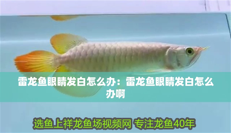 金龍魚來自哪里(金龍魚是誰家的)
