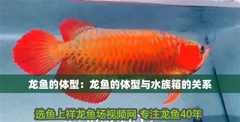 龍魚的體型：龍魚的體型與水族箱的關系
