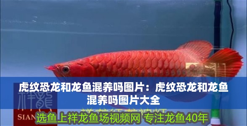 虎紋恐龍和龍魚混養嗎圖片：虎紋恐龍和龍魚混養嗎圖片大全