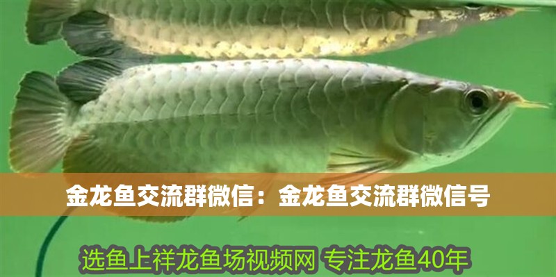 金龍魚交流群微信:金龍魚交流群微信號 水族問答 金龍魚交流群微信:金龍魚交流群微信號 金龍魚交流群微信:金龍魚交流群微信號 水族問答