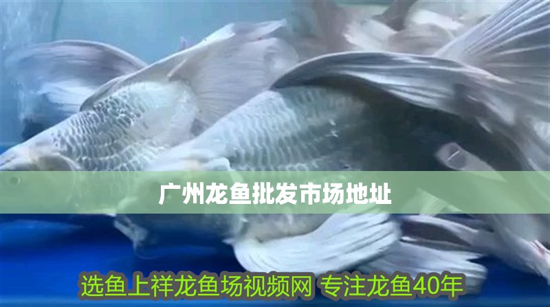 廣州龍魚批發市場地址 廣州龍魚批發市場地址 龍魚百科 第1張