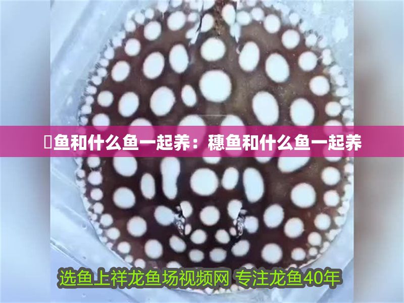 魟魚和什么魚一起養(yǎng)：穗魚和什么魚一起養(yǎng)