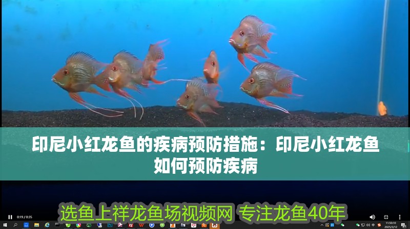 印尼小紅龍魚的疾病預防措施：印尼小紅龍魚如何預防疾病