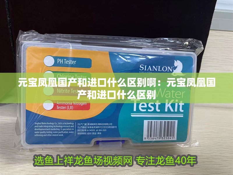 元寶鳳凰國產和進口什么區別啊：元寶鳳凰國產和進口什么區別 元寶鳳凰國產和進口什么區別啊：元寶鳳凰國產和進口什么區別 元寶鳳凰魚百科 第2張