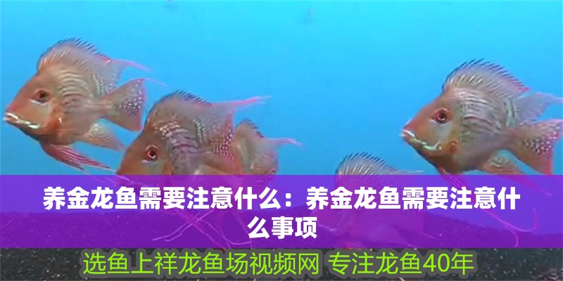 養金龍魚需要注意什么：養金龍魚需要注意什么事項