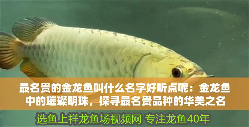 最名貴的金龍魚叫什么名字好聽點呢：金龍魚中的璀璨明珠，探尋最名貴品種的華美之名