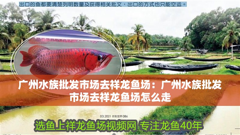 廣州水族批發市場去祥龍魚場：廣州水族批發市場去祥龍魚場怎么走