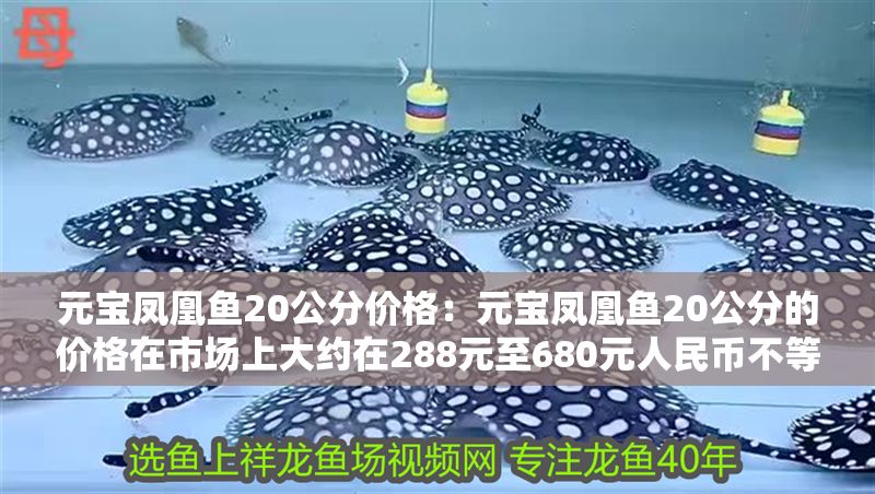元寶鳳凰魚20公分價格：元寶鳳凰魚20公分的價格在市場上大約在288元至680元人民幣不等