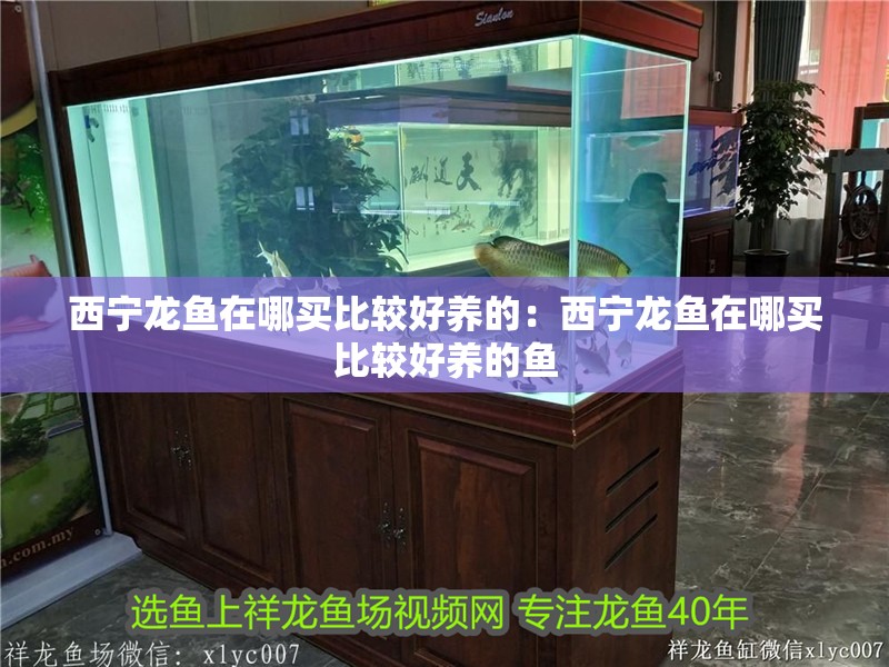 西寧龍魚在哪買比較好養的：西寧龍魚在哪買比較好養的魚