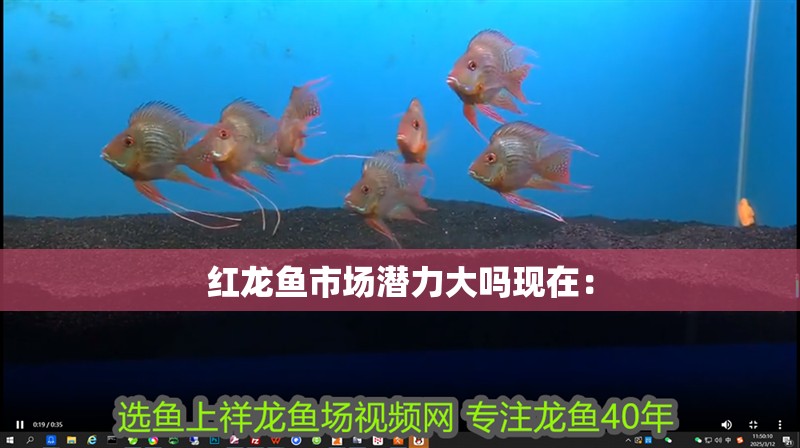 紅龍魚市場(chǎng)潛力大嗎現(xiàn)在： 紅龍魚市場(chǎng)潛力大嗎現(xiàn)在： 水族問答