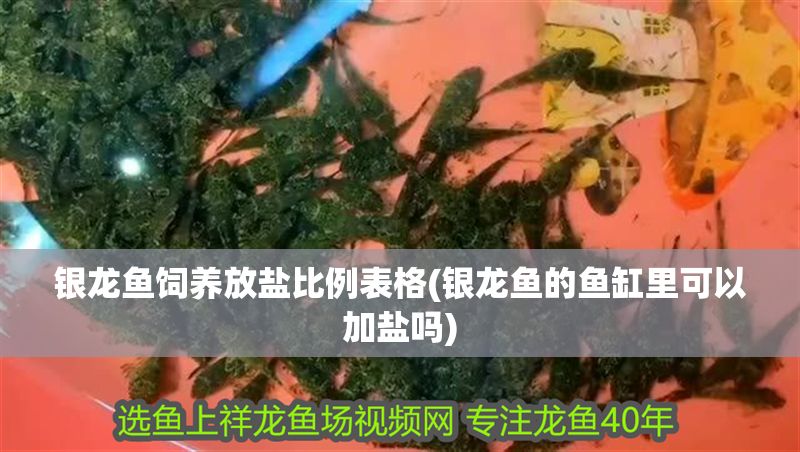 銀龍魚飼養放鹽比例表格(銀龍魚的魚缸里可以加鹽嗎)