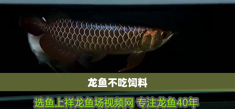 龍魚不吃飼料 龍魚不吃飼料 龍魚百科 第2張