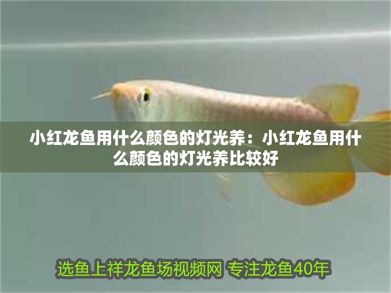 小紅龍魚用什么顏色的燈光養(yǎng)：小紅龍魚用什么顏色的燈光養(yǎng)比較好
