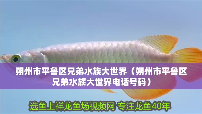 朔州市平魯區(qū)兄弟水族大世界（朔州市平魯區(qū)兄弟水族大世界電話號碼）