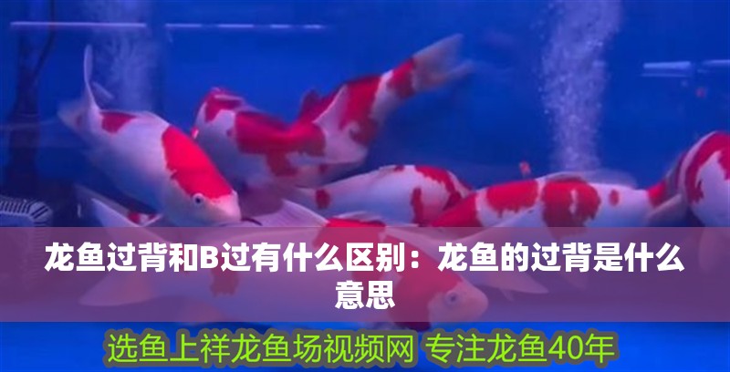 龍魚過背和B過有什么區(qū)別：龍魚的過背是什么意思