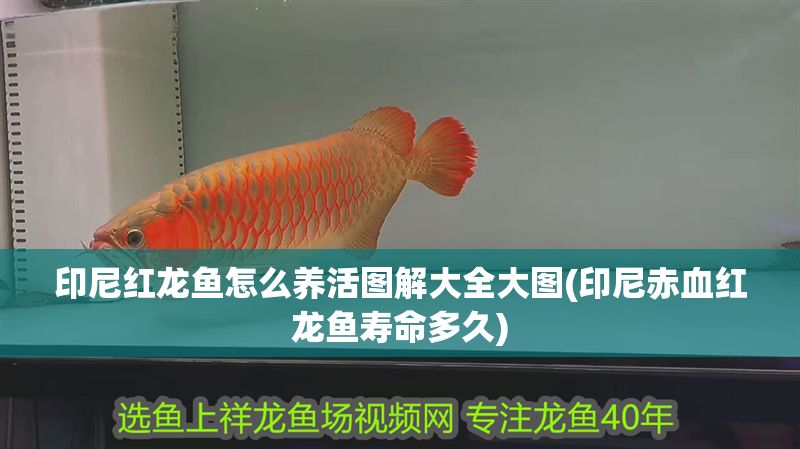 印尼紅龍魚怎么養活圖解大全大圖(印尼赤血紅龍魚壽命多久)
