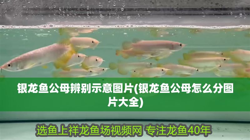 銀龍魚公母辨別示意圖片(銀龍魚公母怎么分圖片大全)