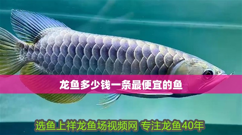 龍魚(yú)多少錢(qián)一條最便宜的魚(yú) 龍魚(yú)多少錢(qián)一條最便宜的魚(yú) 龍魚(yú)百科 第2張