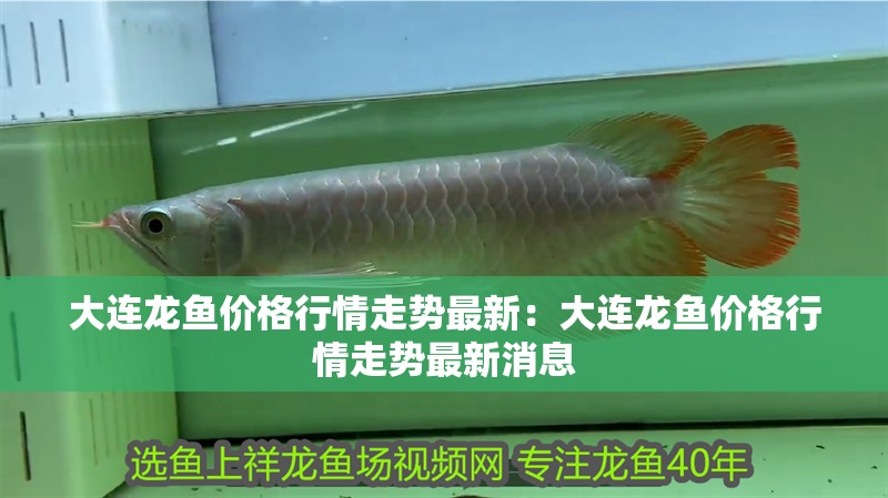 大連龍魚價格行情走勢最新：大連龍魚價格行情走勢最新消息 大連龍魚價格行情走勢最新：大連龍魚價格行情走勢最新消息 水族問答
