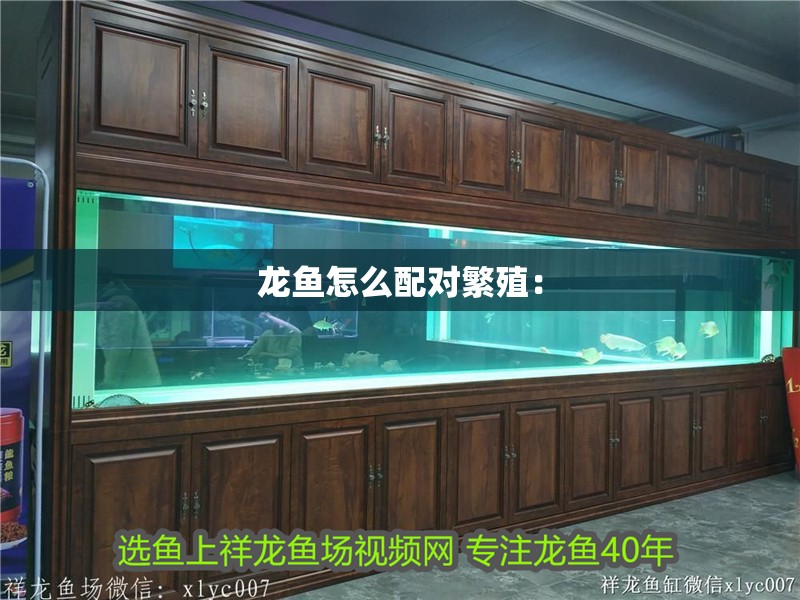 龍魚怎么配對繁殖： 龍魚怎么配對繁殖： 水族問答