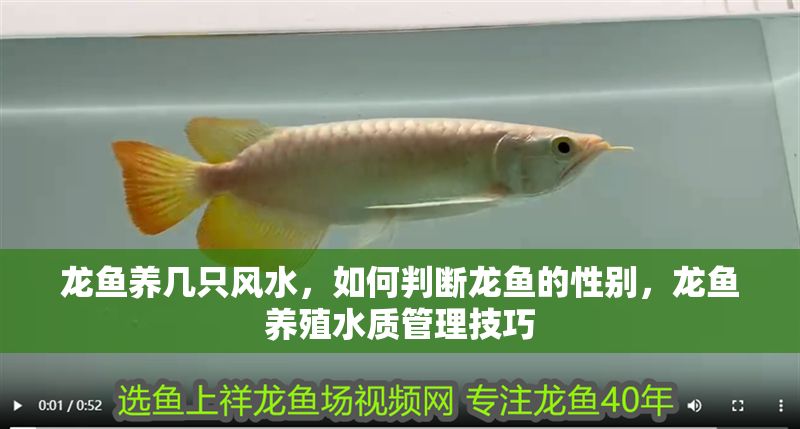 龍魚養(yǎng)幾只風水，如何判斷龍魚的性別，龍魚養(yǎng)殖水質(zhì)管理技巧