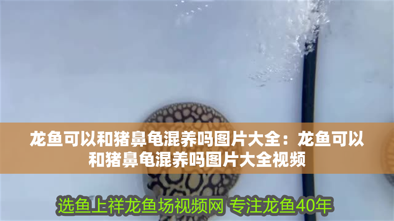 龍魚可以和豬鼻龜混養嗎圖片大全：龍魚可以和豬鼻龜混養嗎圖片大全視頻