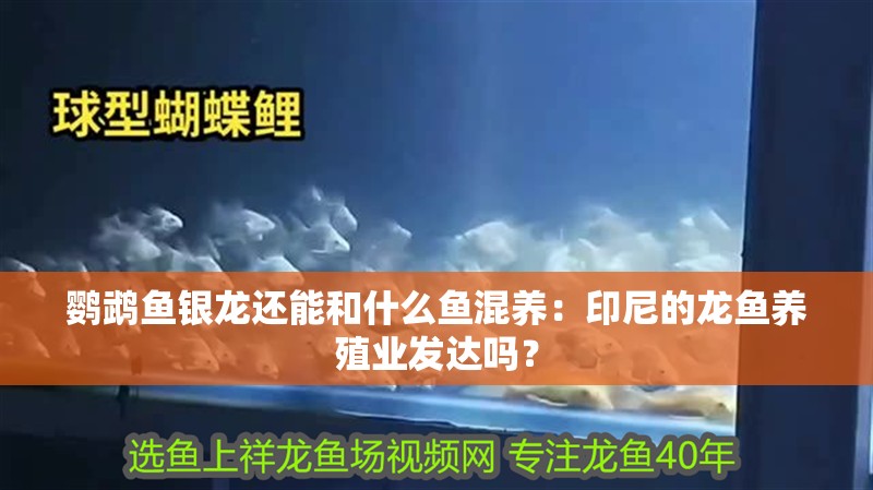 鸚鵡魚銀龍還能和什么魚混養：印尼的龍魚養殖業發達嗎？